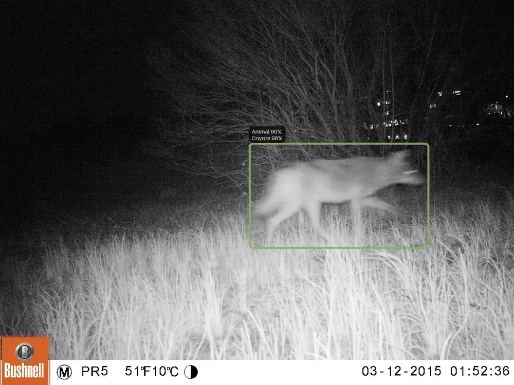A coyote at night, with the box labelled Animal 90% and Coyote 98%